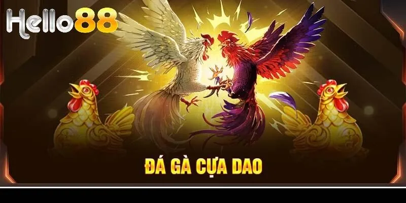Đá gà cựa dao