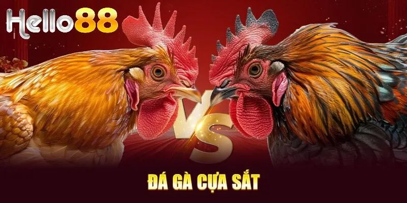 Đá gà cựa sắt