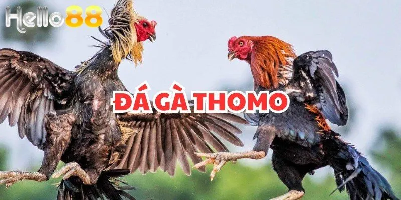 đá gà Thomo