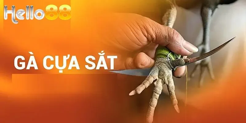 Tham gia cá cược đá gà cựa sắt tại HELLO88 ổn định, không giật lag,