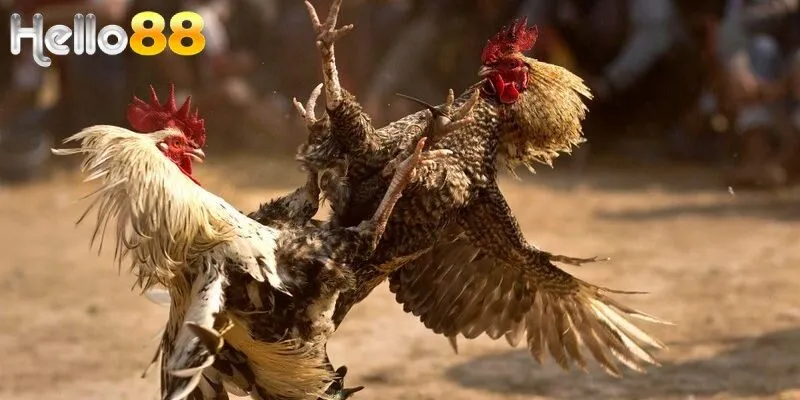 Tìm hiểu về đá gà Thomo