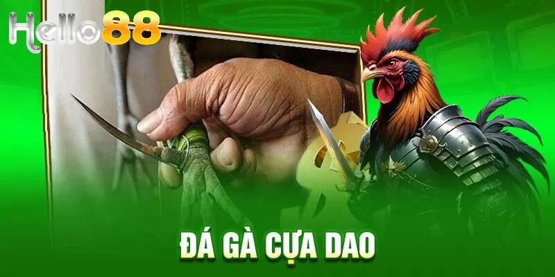 Trải nghiệm trận đá gà cựa dao chân thực, kịch tính