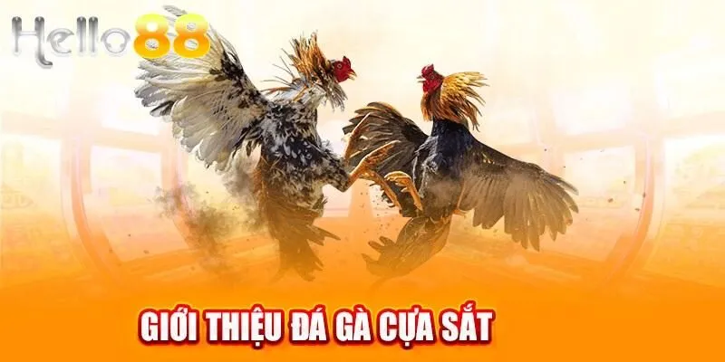 Tỷ lệ cược đá gà cựa sắt cập nhật theo thời gian thực