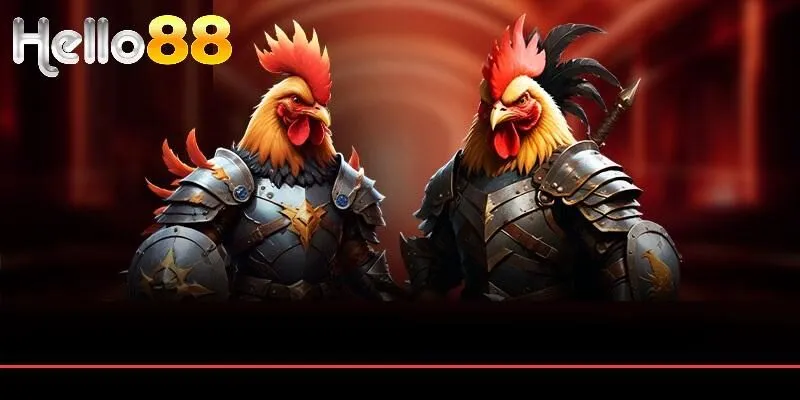 Xem xét, kỹ lưỡng trong việc chọn chiến kê để đặt cược